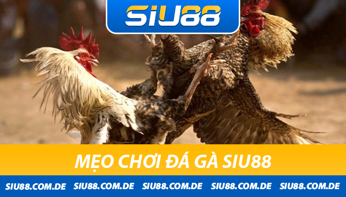 Mẹo chơi đá gà Siu88